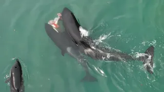 Orca Hunt New Zealand