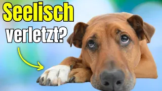 Wenn du das tust, verletzt du deinen Hund seelisch