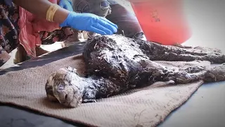 Baby Goat Covered In Tar Gets Baths For Three Days , And ...