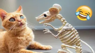 Try Not To Laugh😻🐕‍🦺Funniest Cats and Dogs 2024😹