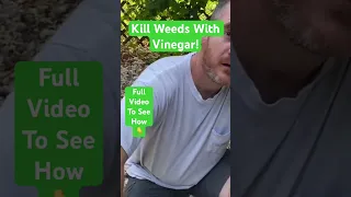 How to Kill Weeds!  Vinegar Weed Killer - Works in 24 Hours #shorts