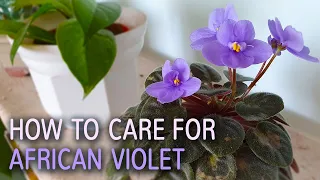 How To Care For African Violet? | How To Grow Saintpaulia