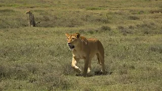 Cheetah Mum & Attacking Lions