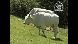 IGP - Vitellone Bianco dell'Appennino Centrale