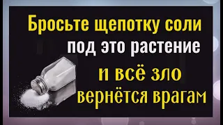 Бросьте соль под это растение и всё зло и порча вернётся врагам