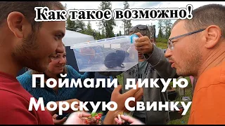 Поймали Дикую Морскую Свинку