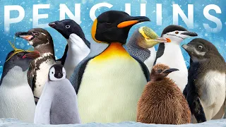 All 19 Penguin Species (Inc 1 Proposed Australian Species)