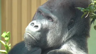 The boss gorilla gets angry and chases after his sons. The sons run away in a panic lol 😆😆😆