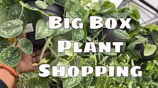 Lowes Big Box Plant Shopping Huge Clearance Section Houseplant Haul