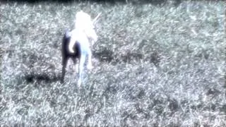 Breyer Horse Music Video! //Thanks for my 600 subs!// *STAR DUST *