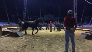 En direct des répétitions du cirque Alexis Gruss