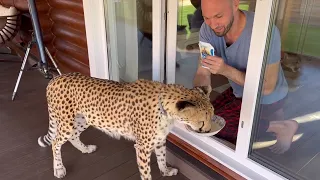 Cheetah Gerda turns out to have a very good memory! And an appetite 😅