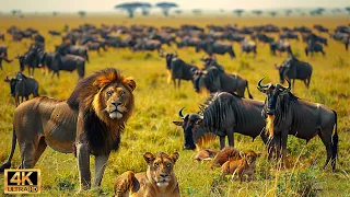 Our Planet | 4K African Wildlife - Great Migration from the Serengeti to the Maasai Mara, Kenya #130