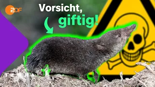 So toxisch sind unsere Tiere und Pflanzen | Terra X plus