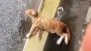 Cat was flooded in heavy rain,its belly swollen and crying out in pain,deli owner rescued it in rain