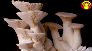 Beautiful King Oyster Mushroom Growth Time Lapse