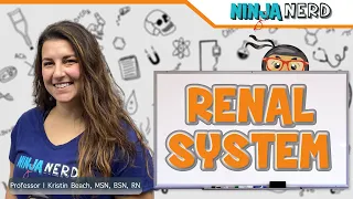 Renal System: Structure & Function