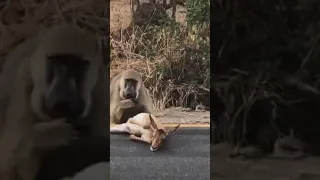 How Baboon eating deer 😭😓😭😭