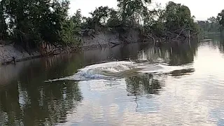 WHAT CREATURE DID THAT IN THE RIVER !? ARE YOU ALREADY SHIT WITH FEAR!? fishing