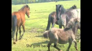 new forest ponies try and take new born shetland foal:(