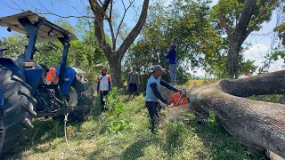 Some are easy, some are difficult... Cut down 2 trembesi trees in the rice fields.