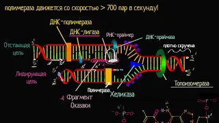 Скорость и точность репликации ДНК(видео 9) | ДНК. Молекулярная генетика | Биология