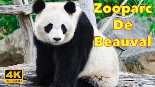 France 🇫🇷 - Zoo Parc De Beauval - May 2022 - 4K Zoo Tour | A Walk In Paris