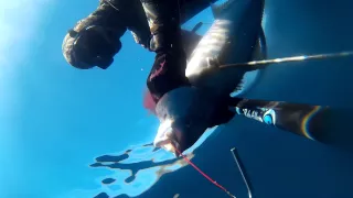 Spearfishing Catalina Island