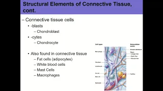 PEPROF 201 - Joints and Connective Tissue - 10/5/20