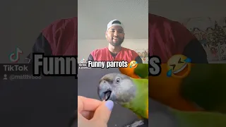 ima pigeon toe parrot and I could do better #memes #funnyvideos #funny #hilarious #shorts.