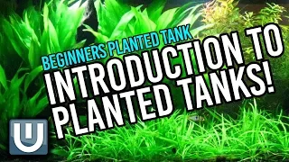 Planted Aquarium for Beginners - An Introduction | Part 1