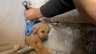 Man Chisels Away Cement Where Dog Got Stuck