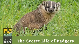 The Secret Life of Badgers - Virtual Event