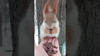 Белочка прибежала / The squirrel came running