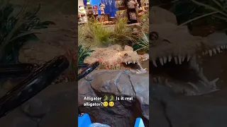 Is it a real alligator?🐊🐊