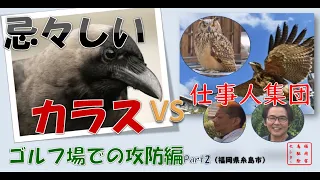 vsカラス（福岡県糸島市）part2