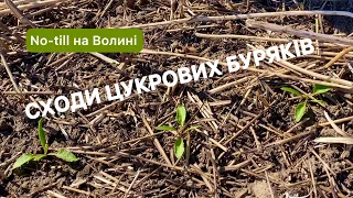 Віталій Рудченко дає цукровим бурякам  нове дихання по технології No-till