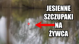 JESIENNE SZCZUPAKI NA ŻYWCA ze STAREJ CEGIELNI