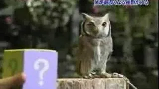 When the OWL scared!