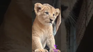 Real Lion King 👑 simba roaring practice |cute|cubs|shorts|