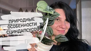 Сциндапсусы в природе: особенности и отличия