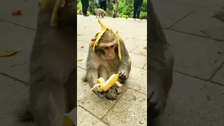 patali kamariya bole hay hay 🤣comedy video #shorts #monkeyfunny