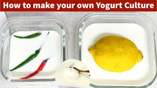 HOW TO MAKE YOGURT STARTER / CULTURE FROM SCRATCH | VERY DETAILED BEGINNER FRIENDLY METHOD