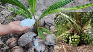 SECRETO para que tu PALMA de cocos, te de fruto en poco tiempo