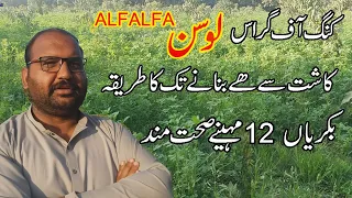 Losan Hay, Alfalfa Grass  لوسن کی حے۔