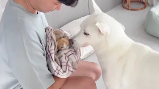 ￼ Jindo dog's reaction when the kitten he was worried about comes home