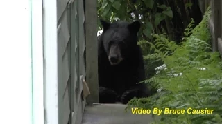 Rare black bear in Vancouver