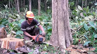 Dangerous..!! almost a worker crossed the direction of the fallen tree