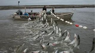 Amazing Net Fishing - Most Satisfying Big Catch Fishing At Sea With Beautiful Natural