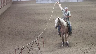 Quick With Da Ladies - 2022 AQHA Cow Horse Gelding - intro t